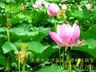 Published on 9/30/2012 ֹ,½󷨵ʺʦã140
