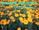 Published on 9/30/2012 ֹ,½󷨵ʺʦã99
