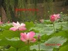 Published on 9/30/2012 ֹ,½󷨵ʺʦã99
