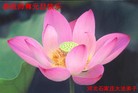 Published on 1/3/2013 ֹ,½󷨵ӹףʦԪ֣55
