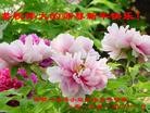 Published on 2/10/2013 ֹ,ӱ󷨵ӹףʦã25
