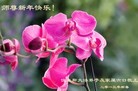 Published on 2/9/2013 ֹ,ľ˹󷨵ӹףʦã17
