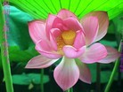 Published on 12/30/2013 ֹ,󷨵ӹףʦԪ(25)
