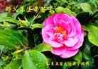 Published on 12/30/2013 ֹ,½󷨵ӹףʦԪ(31)

