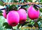 Published on 12/30/2013 ֹ,½󷨵ӹףʦԪ(31)
