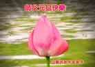 Published on 12/30/2013 ֹ,½󷨵ӹףʦԪ(31)
