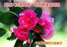 Published on 12/30/2013 ֹ,½󷨵ӹףʦԪ(31)
