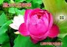 Published on 12/30/2013 ֹ,½󷨵ӹףʦԪ(31)
