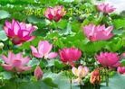 Published on 12/30/2013 ֹ,½󷨵ӹףʦԪ(42)
