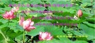 Published on 12/30/2013 ֹ,󷨵ӹףʦԪ(23)
