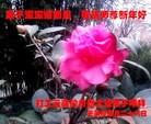 Published on 2/13/2013 ֹ,½󷨵ӹףʦ֣51

