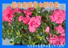 Published on 2/9/2013 ֹ,ʺ־ʦ19
