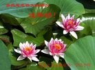 Published on 2/10/2013 ֹ,½󷨵ӹףʦ֣23
