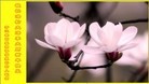Published on 2/8/2013 ֹ,պ͵Ӽʺ־ʦ15
