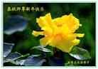 Published on 2/12/2013 ֹ,ʯׯ󷨵ӹףʦã24
