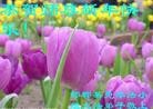 Published on 2/13/2013 ֹ,½󷨵ӹףʦ֣25
