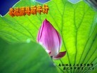 Published on 2/10/2013 ֹ,½󷨵ӹףʦã19
