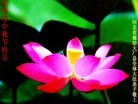 Published on 9/19/2013 ֹ,ҵ󷨵ӹףʦ(48)
