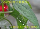 Published on 9/18/2013 ֹ,½󷨵ӹףʦ(37)
