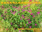 Published on 9/19/2013 ֹ,½󷨵ӹףʦ(32)
