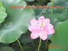 Published on 9/19/2013 ֹ,½󷨵ӹףʦ(44)
