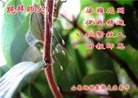 Published on 9/18/2013 ֹ,ҵ󷨵ӹףʦ(52)
