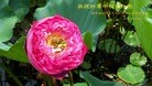 Published on 9/18/2013 ֹ,ҵ󷨵ӹףʦ(52)
