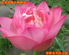 Published on 9/18/2013 ֹ,󷨵ӹףʦ(22)
