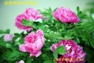 Published on 9/8/2014 ���ֹ�,��½�󷨵��ӹ�ףʦ�������(33��)
