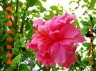 ֹ,人󷨵ӹףʦ(31)
