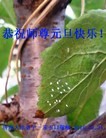 Published on 1/1/2016 ���ֹ�,��½�󷨵��ӹ�ףʦ���������(42��)
