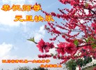 Published on 12/31/2015 ���ֹ�,��½�󷨵��ӹ�ףʦ���������(31��)
