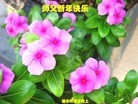 Published on 12/31/2015 ���ֹ�,��½�󷨵��ӹ�ףʦ���������(31��)
