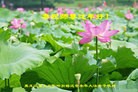 Published on 2/19/2015 ���ֹ�,��½�󷨵��ӹ�ףʦ������(45��)
