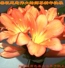 ���ֹ�,ʯ��ׯ�󷨵��ӹ�ףʦ������(27��)
