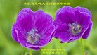 Published on 2/21/2015 ���ֹ�,��½�󷨵��ӹ�ףʦ������(95��)
