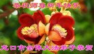 Published on 12/29/2016 ���ֹ�,��½�󷨵��ӹ�ףʦ�������(32��)