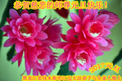 ֹ,ľ˹󷨵ӹףʦ(22)