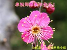 Published on 12/30/2016 ���ֹ�,��½�󷨵��ӹ�ףʦ�������(33��)