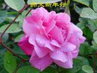 Published on 12/30/2016 ���ֹ�,��½�󷨵��ӹ�ףʦ�������(33��)