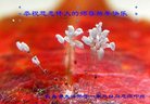 Published on 12/29/2016 ���ֹ�,��½�󷨵��ӹ�ףʦ�������(36��)
