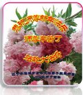 Published on 12/30/2016 ���ֹ�,��½�󷨵��ӹ�ףʦ�������(33��)