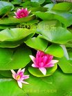Published on 12/29/2016 ���ֹ�,��½�󷨵��ӹ�ףʦ�������(36��)