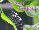 Published on 12/30/2016 ���ֹ�,��½�󷨵��ӹ�ףʦ�������(33��)