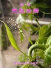 Published on 12/30/2016 ���ֹ�,��½�󷨵��ӹ�ףʦ�������(27��)