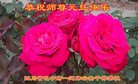 Published on 12/31/2016 ���ֹ�,��½�󷨵��ӹ�ףʦ�������(34��)