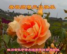 Published on 12/31/2016 ���ֹ�,��½�󷨵��ӹ�ףʦ�������(26��)