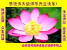 Published on 12/30/2016 ���ֹ�,��½�󷨵��ӹ�ףʦ�������(27��)