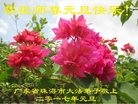 Published on 12/31/2016 ���ֹ�,�Ƿ���Ѻ�󷨵��ӹ�ףʦ�������(22��)
