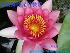 Published on 12/30/2016 ���ֹ�,��½�󷨵��ӹ�ףʦ�������(37��)